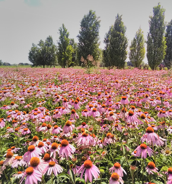 Coltivazione Echinacea purpurea in campo