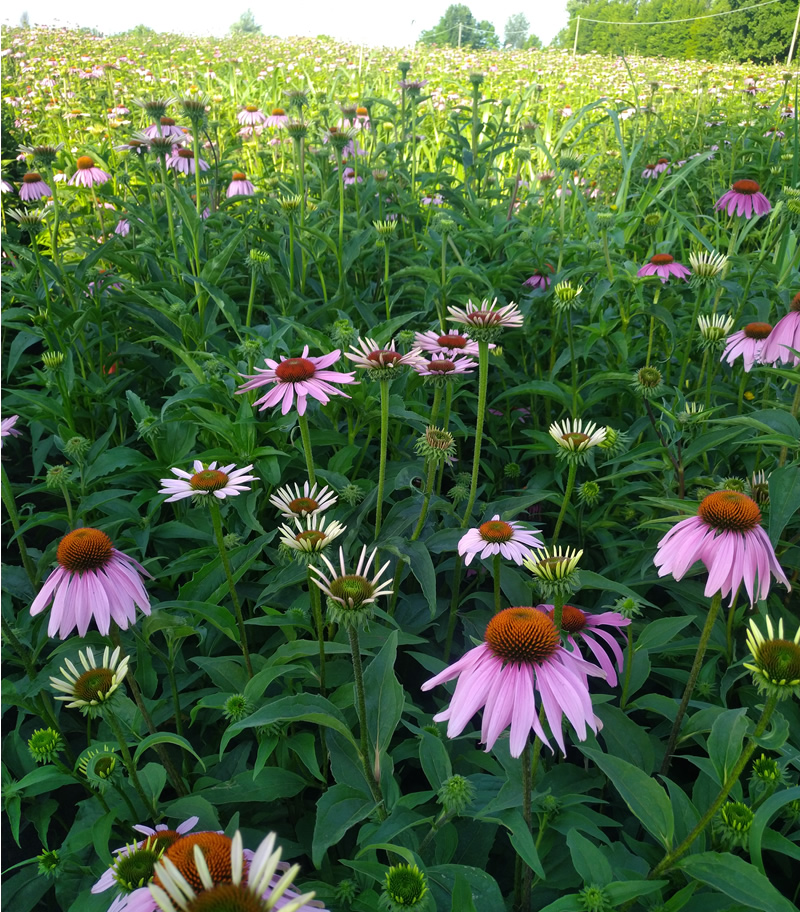 Echinacea angustifolia