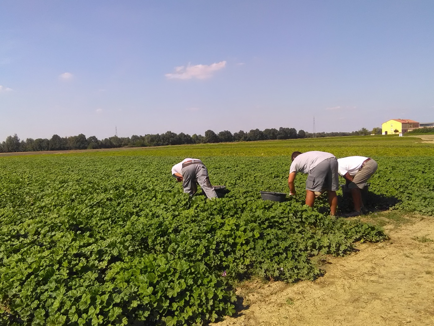 Coltivazione Echinacea purpurea in campo