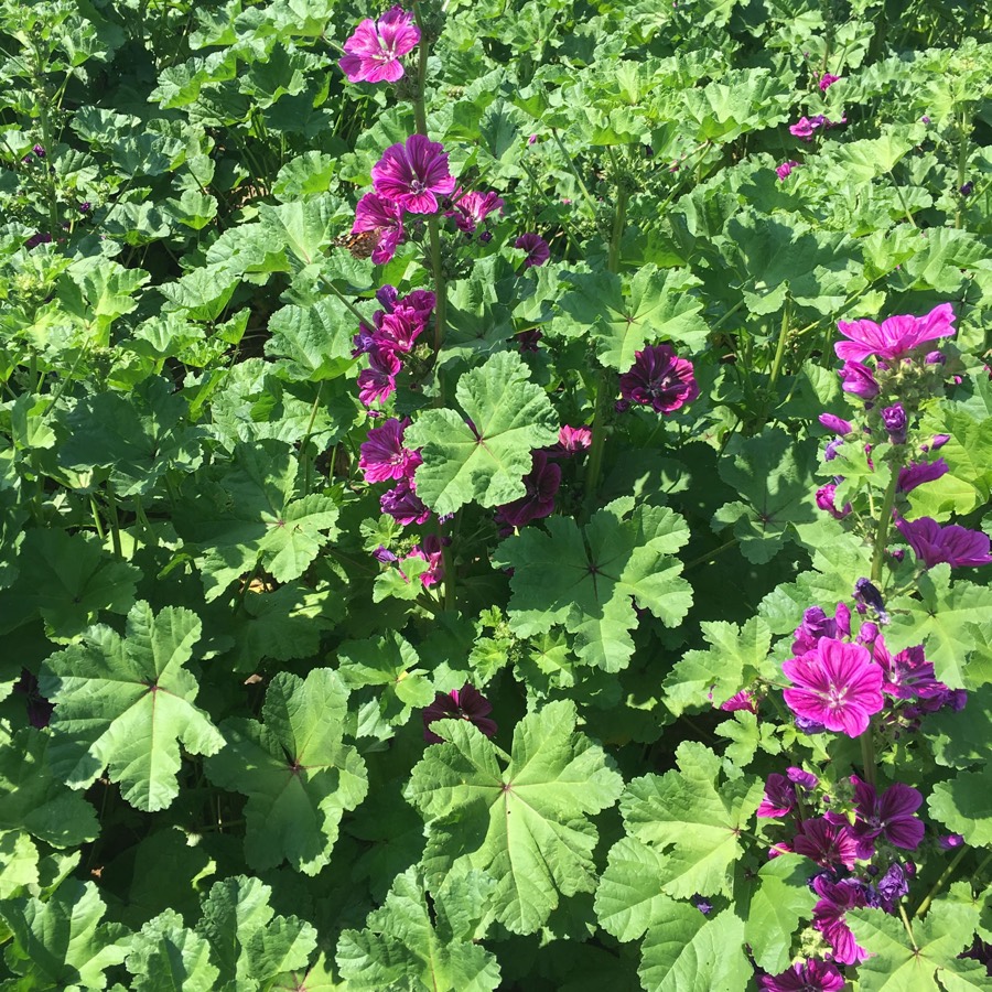 Malva
