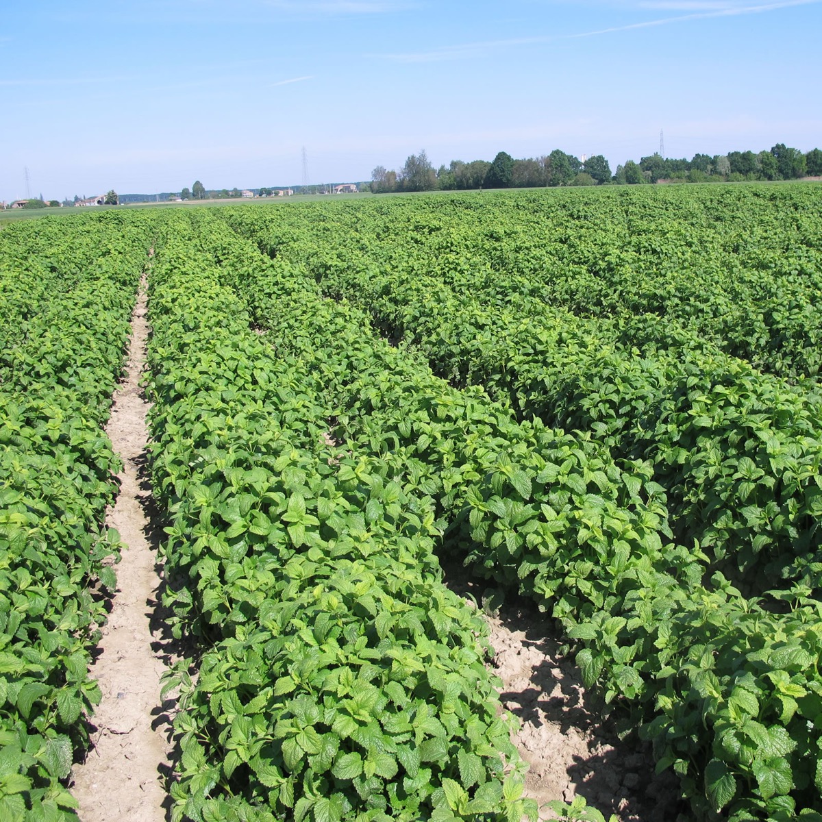 Malva in campo — biodiversità
