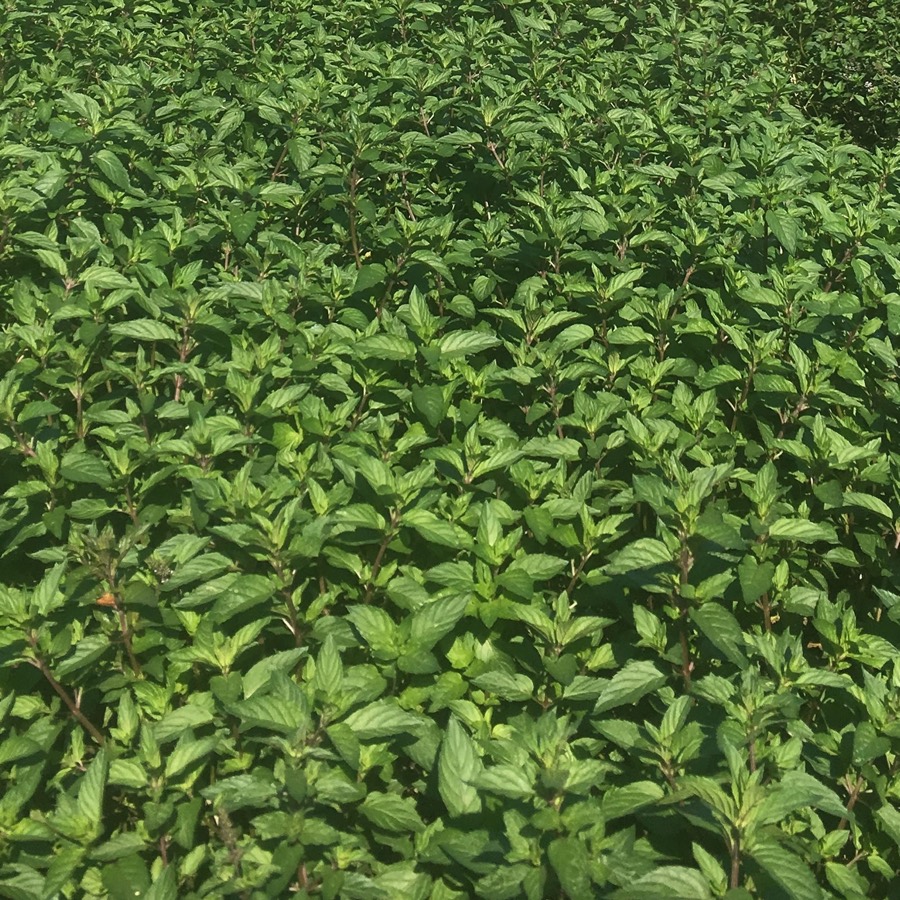 Menta piperita