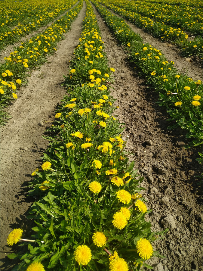 Malva in campo — biodiversità