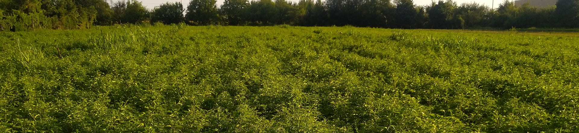 Piante officinali biologiche in campo
