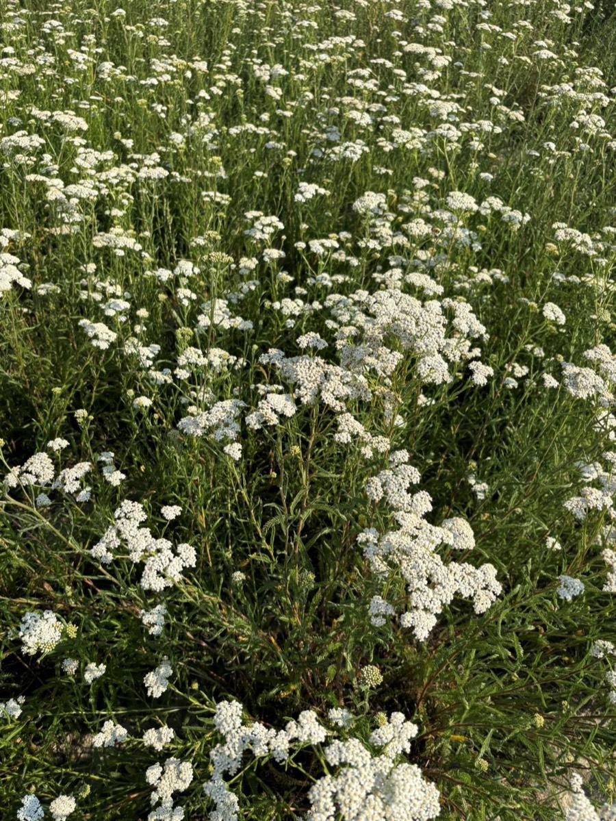 Achillea