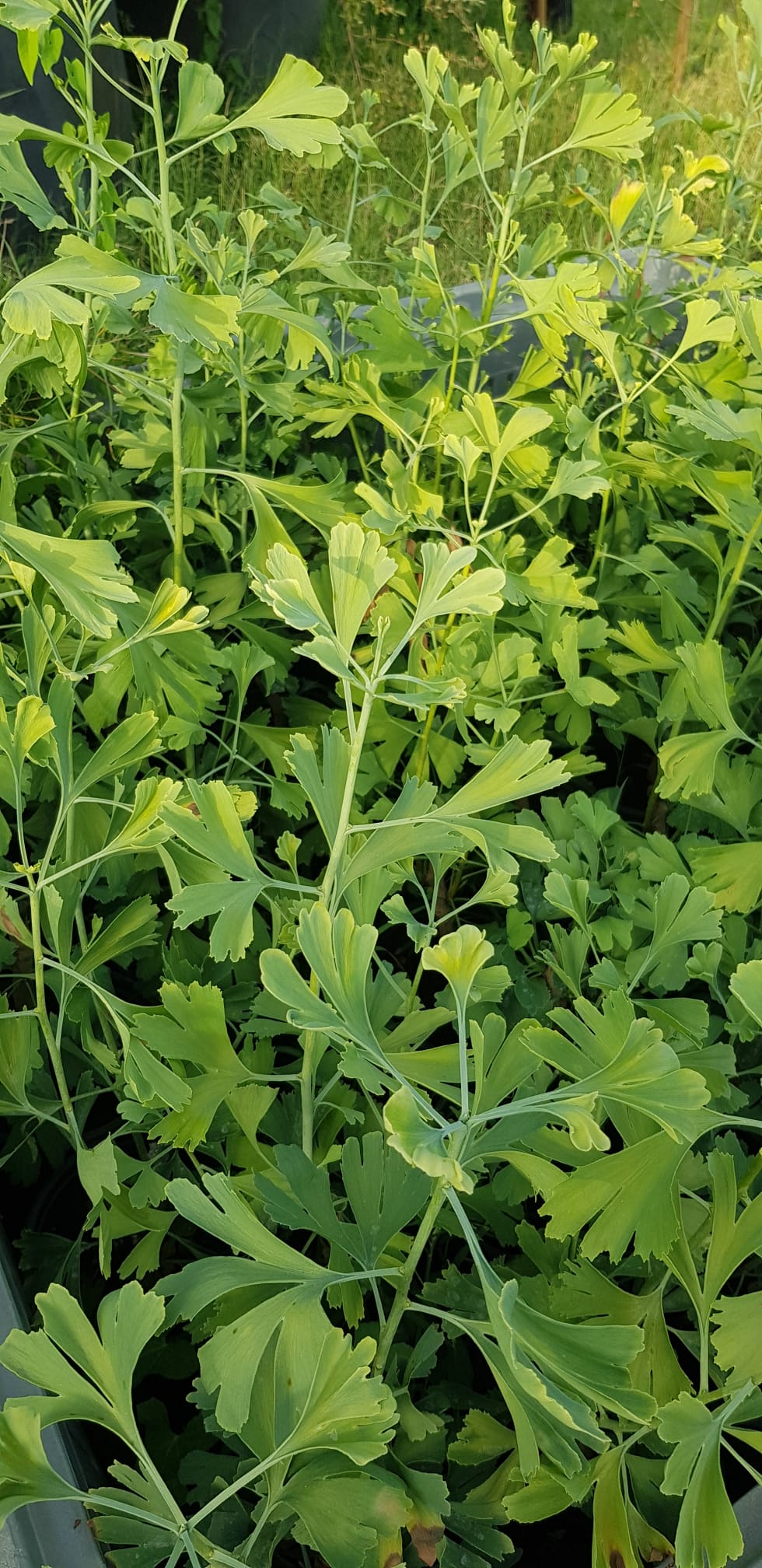 Ginkgo biloba