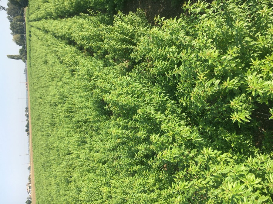 Lippia