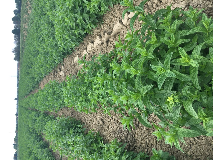 Menta dolce