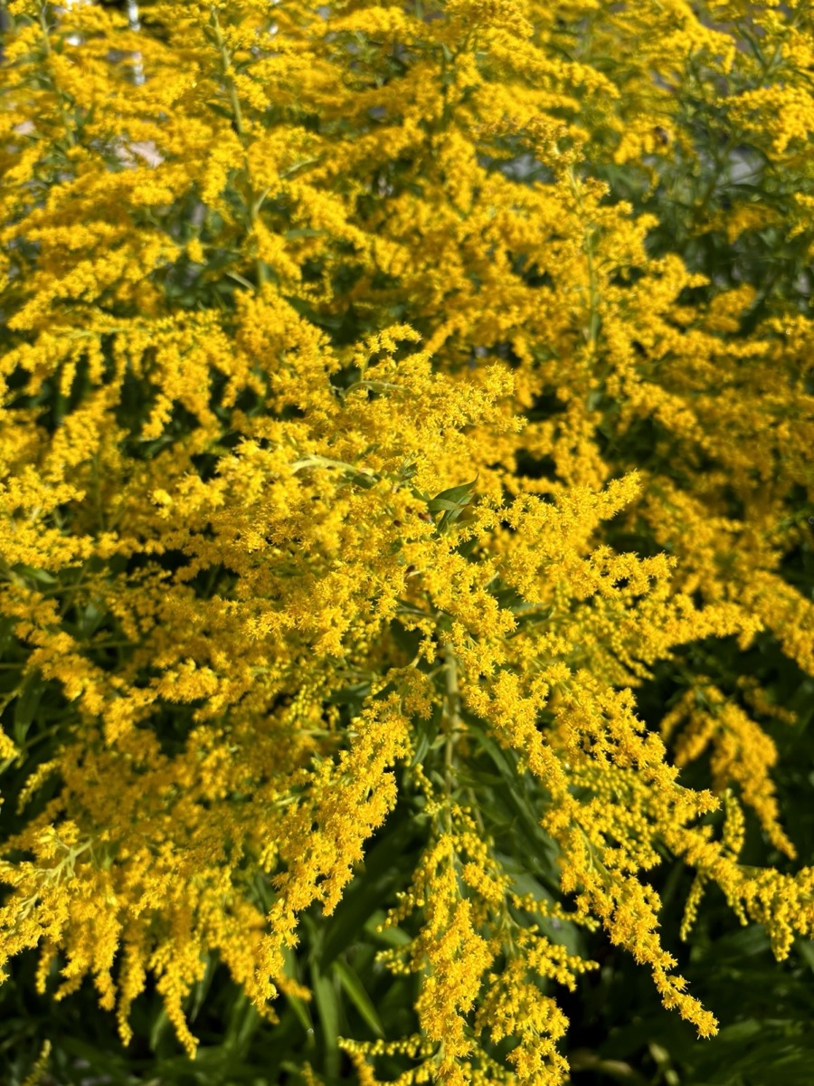 Solidago