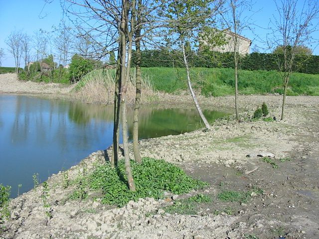 Rimboschimento corsi d'acqua