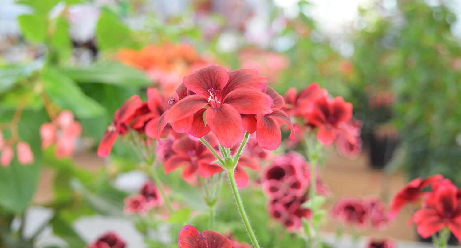 Gerani rossi al Garden Center