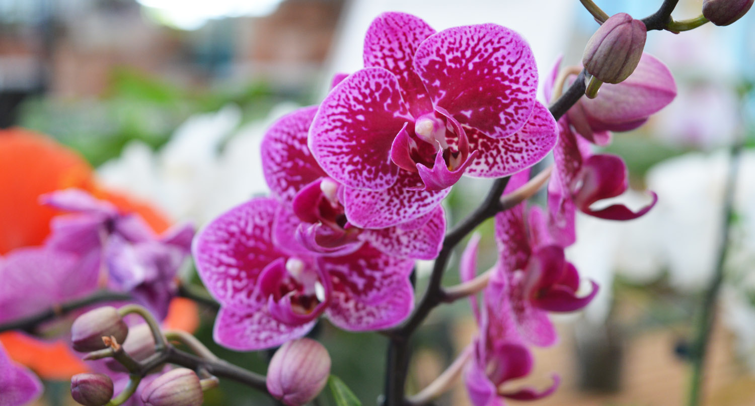 Orchidea Phalaenopsis al Garden Center